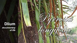 Rubyung Pyrrosia longifolia  part 2 [upl. by Bruner]