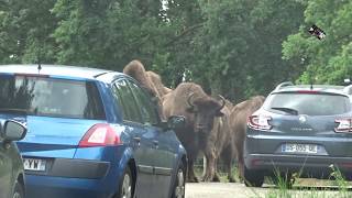 Safari voiture dans le Continent américain au Safari de Peaugres Ardèche France [upl. by Heyer353]