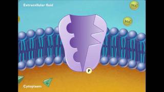 Sodium Potassium ATPase [upl. by Kenrick]