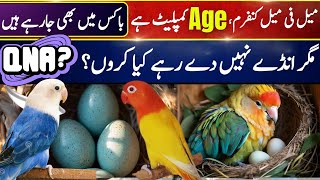 Why my Bird Not breeding  Age Complete DNA Confirm but still not laying Eggs  Why [upl. by Jamesy]