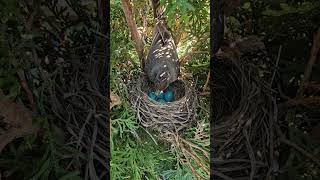 American Robin Sitting on Eggs 🪺🧡 [upl. by Yennaiv]