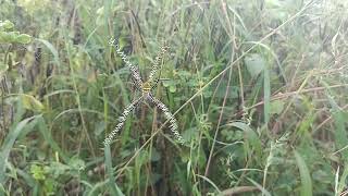 Spider and spider net beautiful [upl. by Martsen]