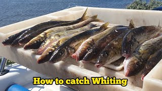 How to catch WHITING  Whiting fishing tips MasterClass [upl. by Hunter]