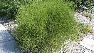 Mormon Tea Ephedra viridis [upl. by Arotak740]