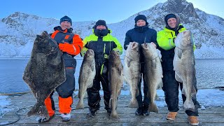 Fishing and Spearfishing for Skrei Cods in Northern Norway [upl. by Jillene174]