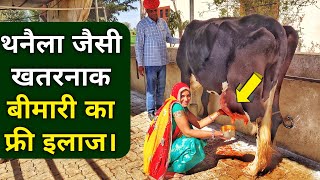 थनैला रोग का 100 घरेलू देसी उपचार  Mastitis Treatment in Cows Buffalo in Hindi [upl. by Gardner]