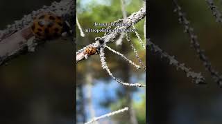 Visite à la Tourbière de la Grande Plée Bleue 🐞 [upl. by Aubert]