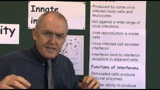 Immunity 6 Interferons protection from viral infections [upl. by Nosittam93]