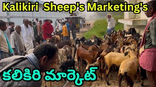 kalikiri sheeps marketings 🐐🐏🐐 [upl. by Hiram]