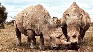 These Two Rhinos Are The Last Of Their Kind  Seven Worlds One Planet  BBC Earth [upl. by Cammie]