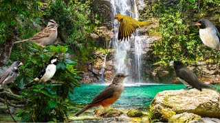 Pássaros Cantando com SOM de Cachoeira  Sons da Natureza [upl. by Naejeillib]