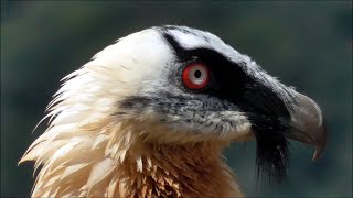 Quebrantahuesos Gypaetus barbatus Bearded Vulture [upl. by Huba]