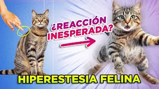 ¿GATOS especialmente SENSIBLES y NERVIOSOS 🐱💢👈  HIPERESTESIA FELINA o síndrome del gato nervioso [upl. by Mauro]