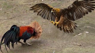 ¿Por qué Nadie Debe Meterse Con Los Gallos ¡Increíble lucha de gallos y gallinas contra cazadores [upl. by Nref]