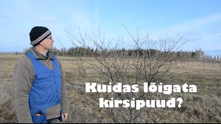 Kuidas lõigata kirsipuud [upl. by Pirali172]