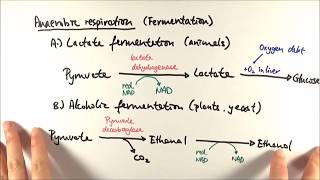 A2 Biology  Anaerobic respiration OCR A Chapter 185 [upl. by Hewart]