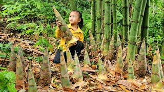 Daily life with mom  harvest sugarcane dig potatoes and pick bamboo shoots to sell  Tương Thị Mai [upl. by Lallage]