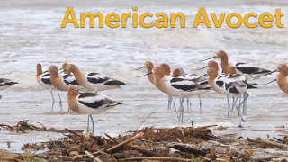 American Avocet Graceful Shorebird [upl. by Yasibit731]