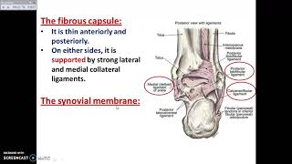 The Ankle Joint  Dr Ahmed Farid [upl. by Syst]