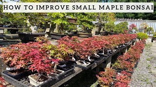 How to improve your small Maple Bonsai [upl. by Herminia547]