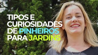 Tipos e curiosidades de pinheiros para jardins [upl. by Viddah508]