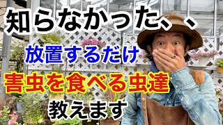 【目には目を】害虫を農薬を使わず退治する方法 教えます 【カーメン君】【園芸】【ガーデニング】【初心者】【益虫】【ハンター】【無農薬】 [upl. by Margarida625]