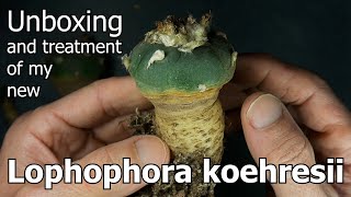 Unboxing and Treatment of My New Lophophora koehresii [upl. by Llerot561]