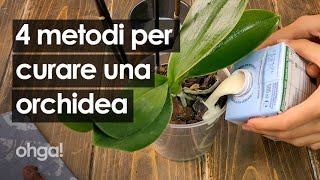 Come curare una pianta di orchidea 4 metodi infallibili per i fiori e le foglie [upl. by Gonzales]