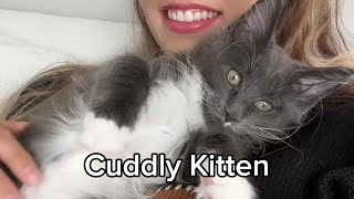 Extremely Cuddly Kitten [upl. by Ellemaj]