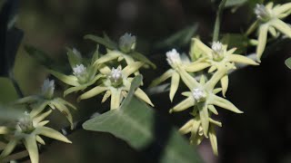 Araujia odorata  Tasi  Doca  caracteristicas  flora argentina [upl. by Waine]