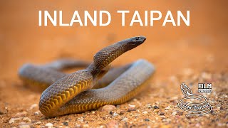 Inland taipan Fierce snake  the most venomous snake in the world [upl. by Pain]