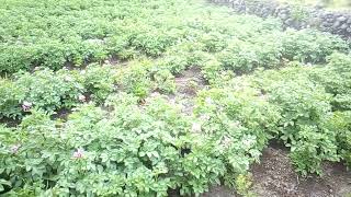 THE BATWA FARMING PROJECT IMPROVING LIVES AND INCOMES OF THE LESS FORTUNATE PEOPLE2 [upl. by Thurmond105]