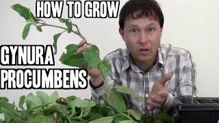 How to Grow Gynura Procumbens Medicinal Herb [upl. by Ahsuas]