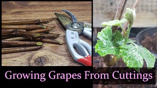 How To Grow Grapes From Hardwood Cuttings [upl. by Lambart]