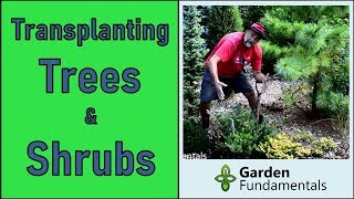 Transplanting Trees and Shrubs 🌲🌳🍁 Using new trick and best time of year [upl. by Corbie]