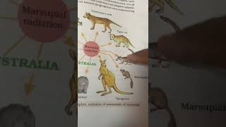 Why kangaroos 🦘🦘 are called macropus [upl. by Yehs]