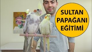 Sultan Papağanı Eğitimi 1 Bölüm [upl. by Tymothy]