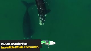 Paddleboarder Has Incredible Encounter With Whales😱 [upl. by Niel]