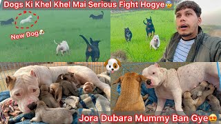 Jora Rani Firse Mummy Ban Gye😍Newborn Cute Baby🐶 New Dog Ko Dab Liya Sb Dogs N Mil Kr😨🐕 [upl. by Ahsiled]