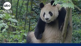 Giant pandas arrive at San Diego Zoo [upl. by Marti]