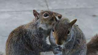 2 squirrels being squirrelly on a windowsill [upl. by Atinauj208]