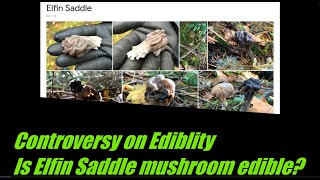 Mushroom Story 2  Elfin Saddle 안장버섯  Controversy on edibility EngKor Subtitle [upl. by Vitalis]