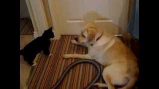 Kitten VS Lab Labrador Must Watch Funny Fight [upl. by Valer]