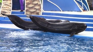 Dolphin Days Full Show at SeaWorld San Diego 11017 [upl. by Uoliram60]