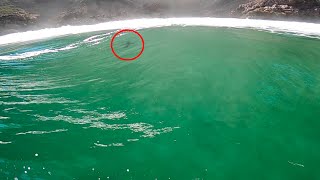 Surfing in Shark Infested Waters Cape Town [upl. by Sukey]