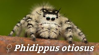 Phidippus otiosus  BIG Female Jumping Spider [upl. by Miki]