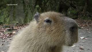 Magical Sounds Capybaras Make [upl. by Caputo468]