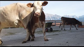 Mit LKBauberatern umgesetzt Auslauf für mehr Tierwohl [upl. by Lantz938]