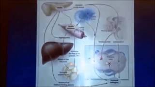 Dr Nestlers Talk NORMOZ in PCOS [upl. by Gregrory827]