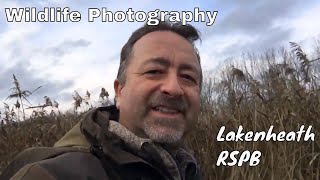 Wildlife Photography UK Lakenheath RSBP Nature Reserve Photographing Marsh Harrier amp Cranes [upl. by Nemaj192]